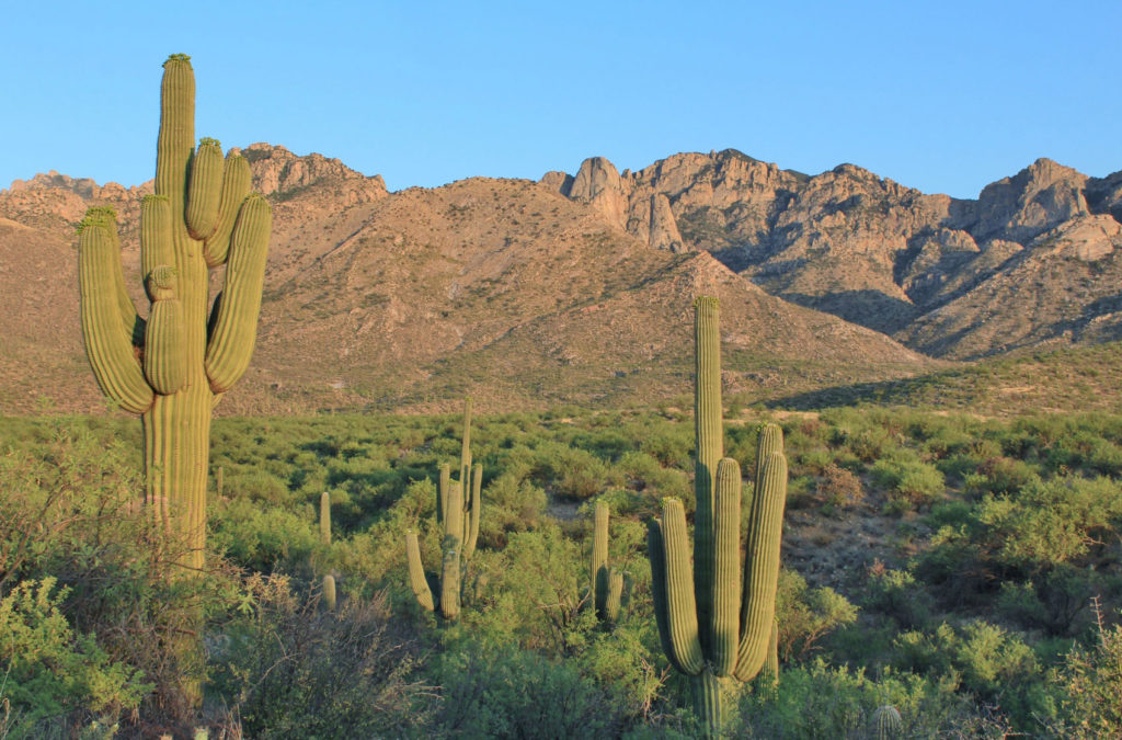 - Quartzsite Area Chamber of Commerce & Tourism